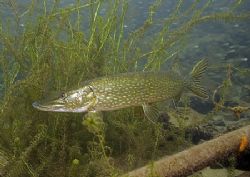 Pike.
Stoney Cove - another cold, dark freshwater quarry... by Mark Thomas 